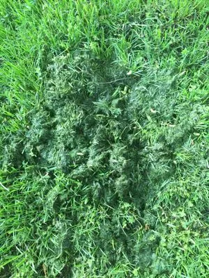 Glenn-Scott Landscaping