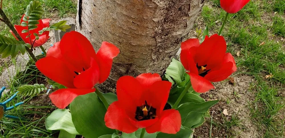 Local yard maintenance experts serving Billings, MT - Glenn's Lawn Service