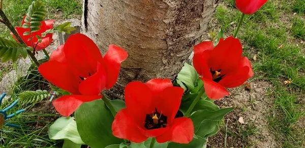 Glenn's Lawn Service Logo