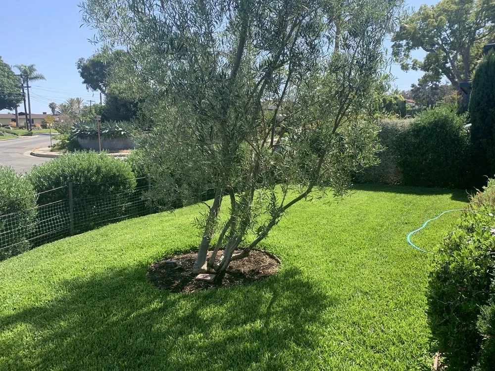 Trusted lawn care service in San Clemente, CA - Glen's Landscape & Lighting