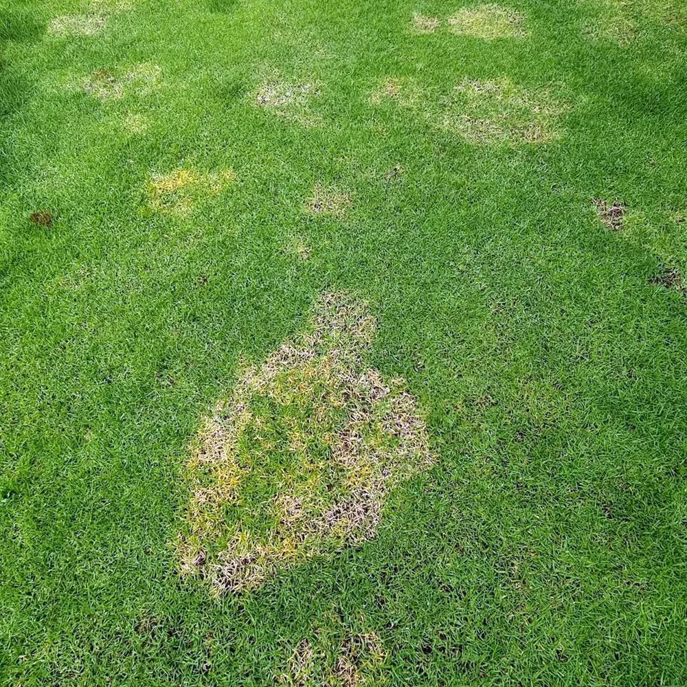 Expert outdoor landscaping for homes in Chicago, IL by Glenview Lawn Care