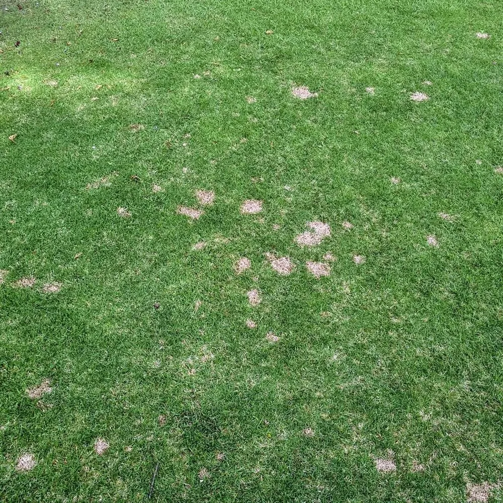 Reliable lawn care service in Chicago, IL - Glenview Lawn Care