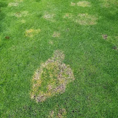 Glenview Lawn Care Logo