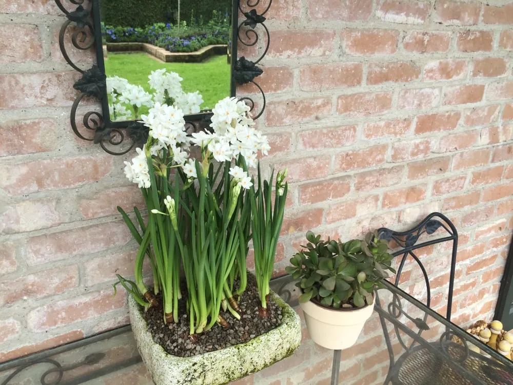 Professional lawn care service in Houston, TX - Glenwood Weber Design