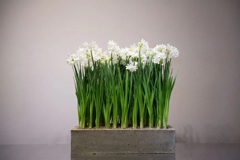 Affordable yard maintenance for beautiful yards in Houston, TX by Glenwood Weber Design