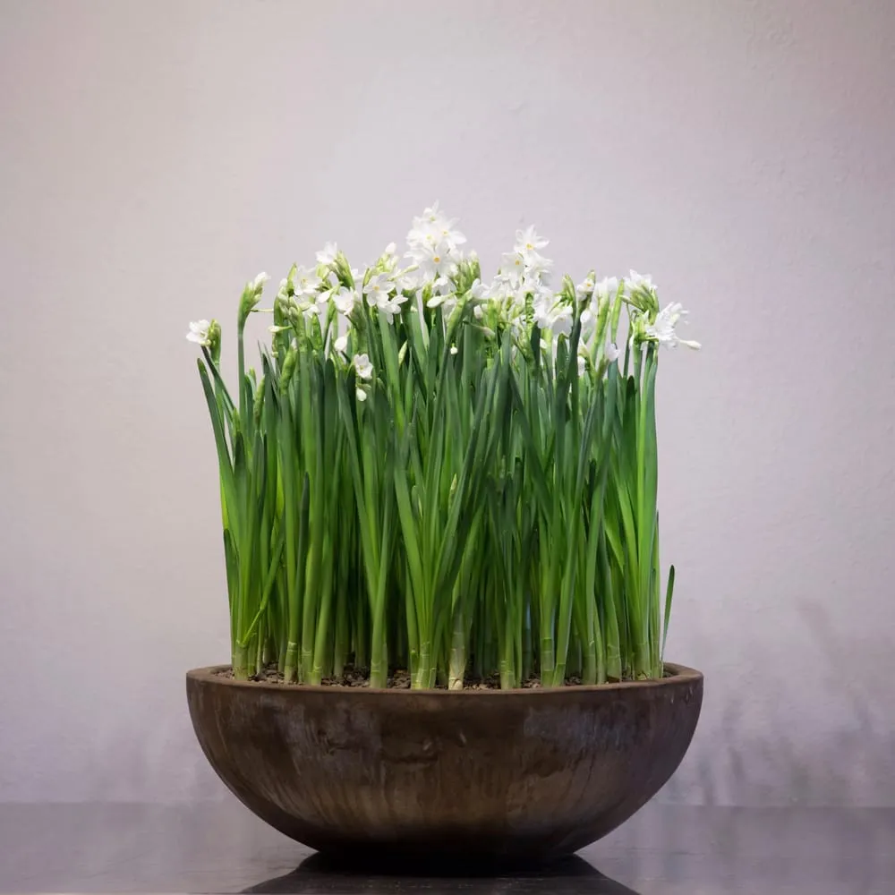 Local lawn care service in Houston, TX by Glenwood Weber Design