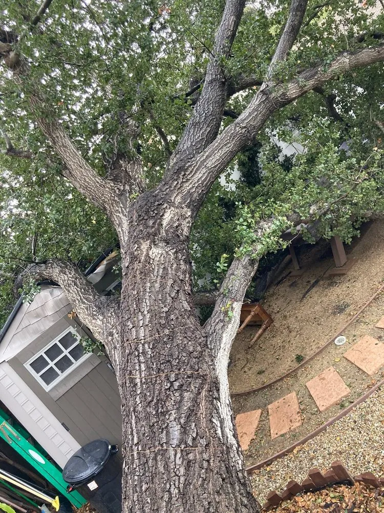 Reliable landscape design in Burbank, CA by Glez Tree Service