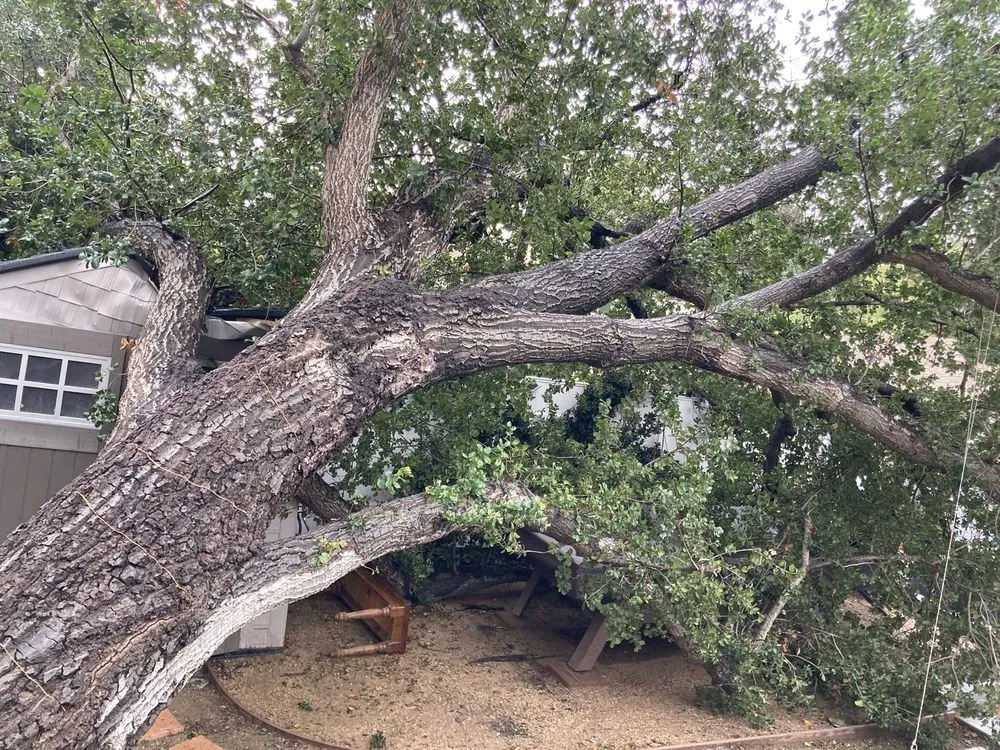 Expert yard cleanup service in Burbank, CA by Glez Tree Service