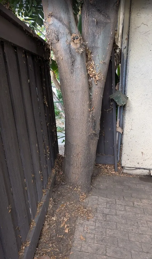 Local landscape design in Burbank, CA by Glez Tree Service