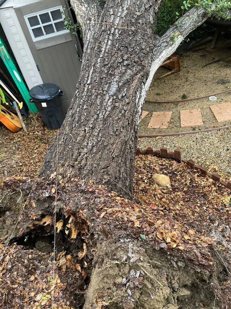 Affordable lawn mowing service for year-round maintenance in Burbank, CA by Glez Tree Service