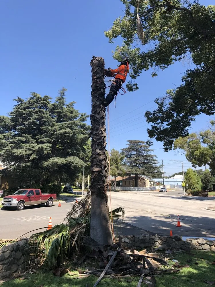 Custom outdoor landscaping for outdoor upgrades in Burbank, CA by Glez Tree Service