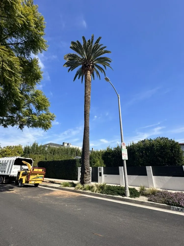 Trusted outdoor landscaping experts serving Burbank, CA - Glez Tree Service