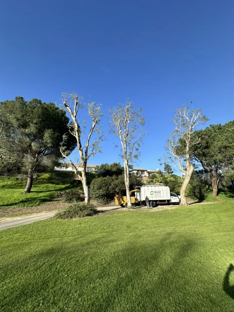 Local yard maintenance for year-round maintenance across Burbank, CA - Glez Tree Service