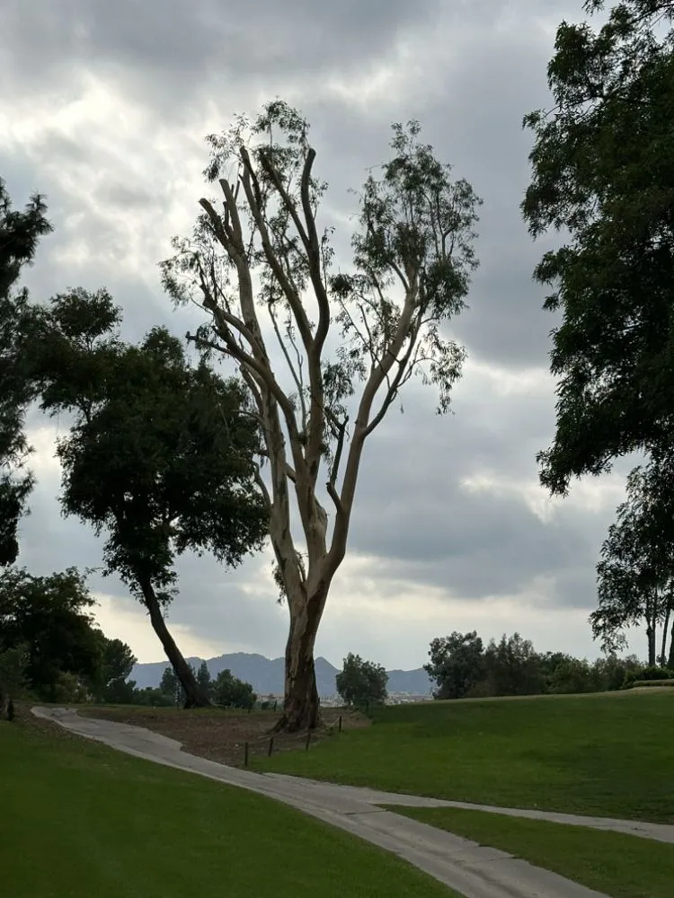 Top-rated yard cleanup service in Burbank, CA by Glez Tree Service