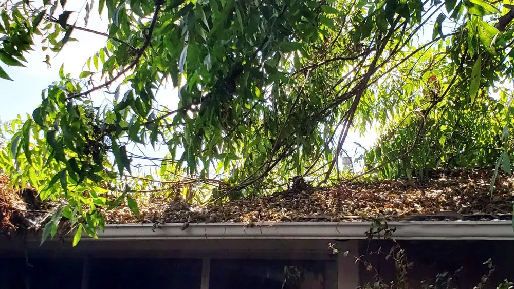 Expert outdoor landscaping for residential properties in Burbank, CA by Glez Tree Service