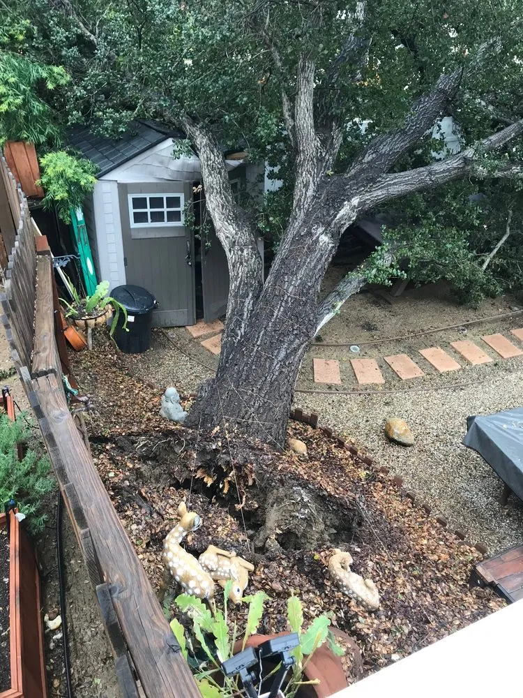 Reliable outdoor landscaping with custom design in Burbank, CA by Glez Tree Service