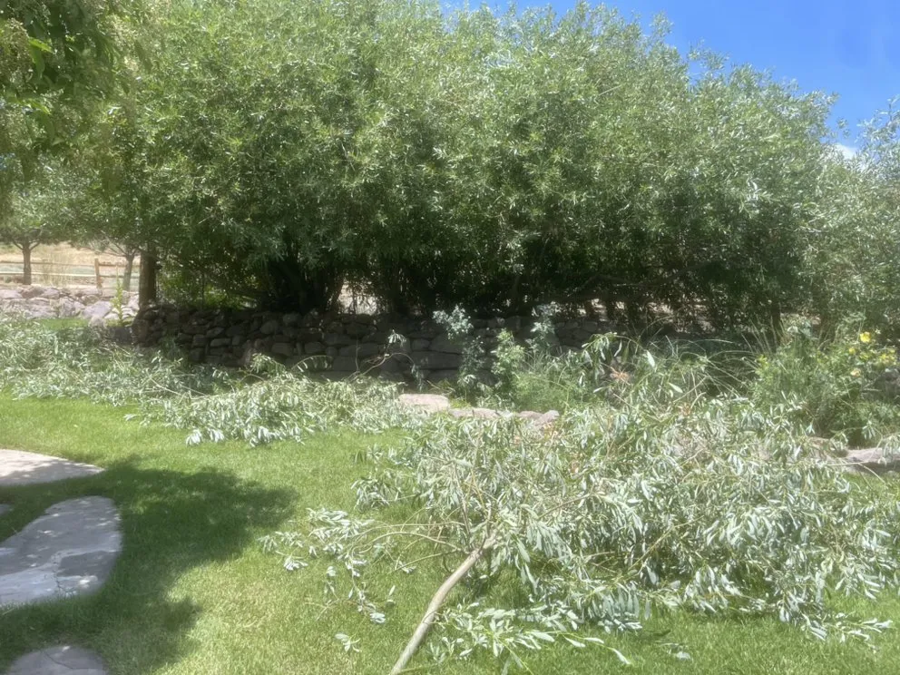 Top-rated yard cleanup service for year-round maintenance across Carson City, NV - GLG Landscaping & Handyman