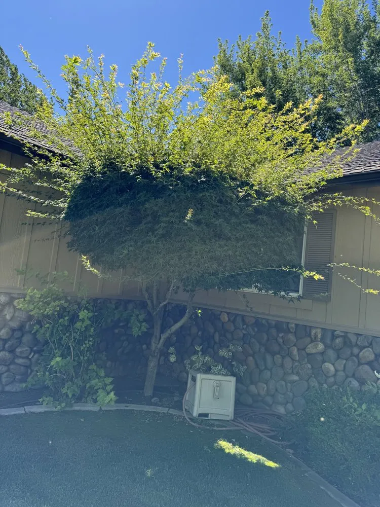 Affordable residential landscaping in Carson City, NV by GLG Landscaping & Handyman