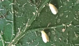 Trusted garden landscaping in Boca Raton, FL by GLIG Groundworks