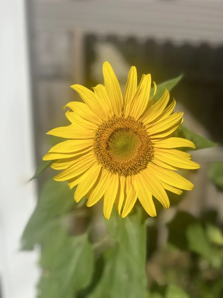 Reliable landscape design with custom design in Lexington, KY by Global & Sons Landscaping & Gardening