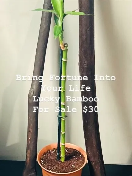 Trusted landscape design in Lexington, KY - Global & Sons Landscaping & Gardening