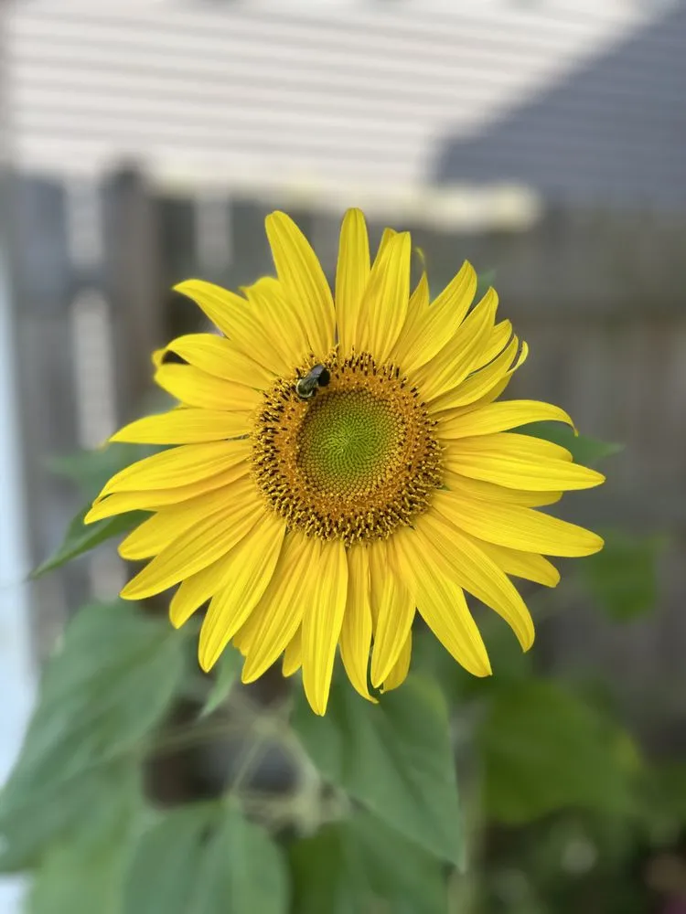 Affordable residential landscaping in Lexington, KY by Global & Sons Landscaping & Gardening