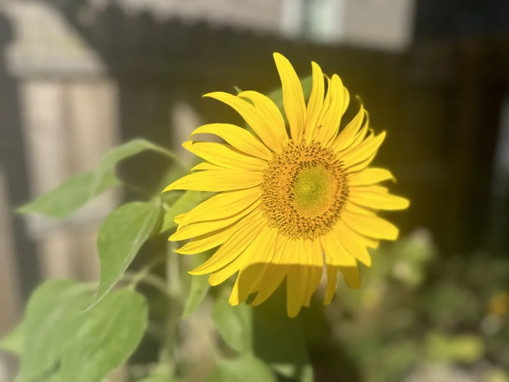 Local garden landscaping in Lexington, KY by Global & Sons Landscaping & Gardening