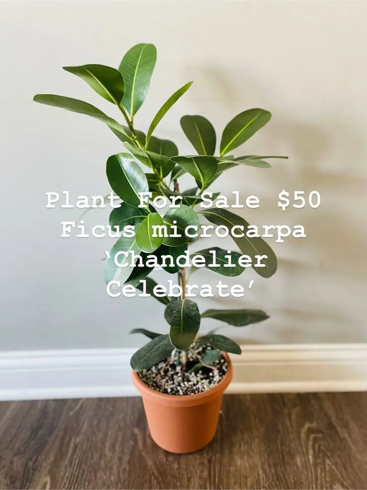 Trusted lawn care service for beautiful yards across Lexington, KY - Global & Sons Landscaping & Gardening