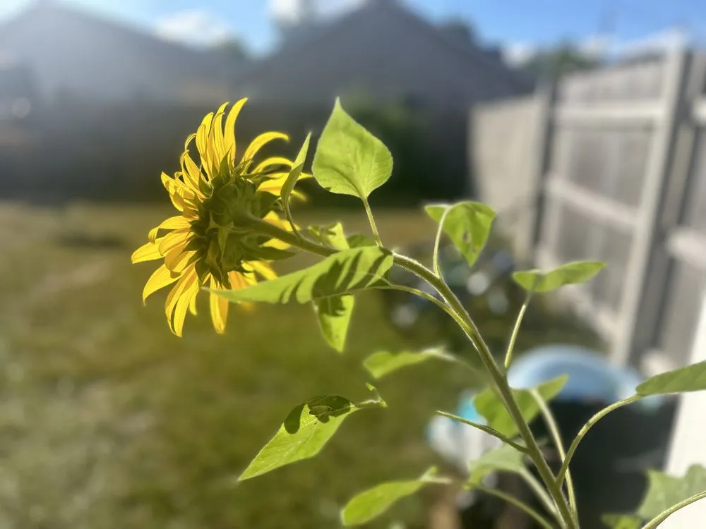 Professional yard maintenance in Lexington, KY - Global & Sons Landscaping & Gardening