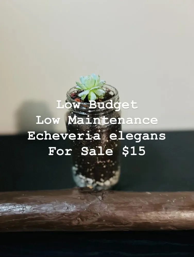 Top-rated yard cleanup service in Lexington, KY by Global & Sons Landscaping & Gardening