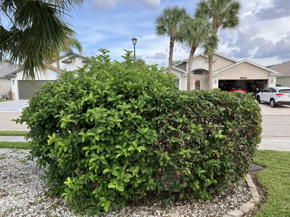 Trusted outdoor landscaping experts serving Bonita Springs, FL - Global Garden