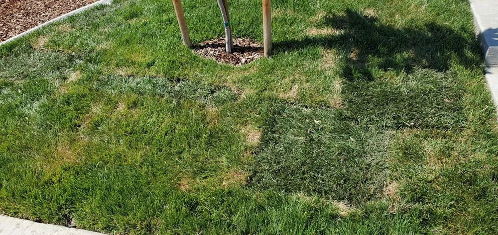 Trusted lawn mowing service in Penryn, CA by Gloria Landscaping