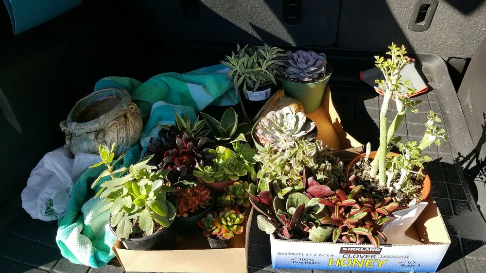 Professional landscaping services for residential properties in Oceanside, CA by Glorious Gardens