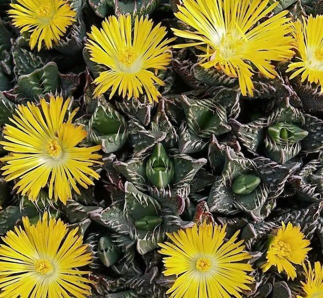 Trusted yard maintenance for outdoor upgrades across Oceanside, CA - Glorious Gardens