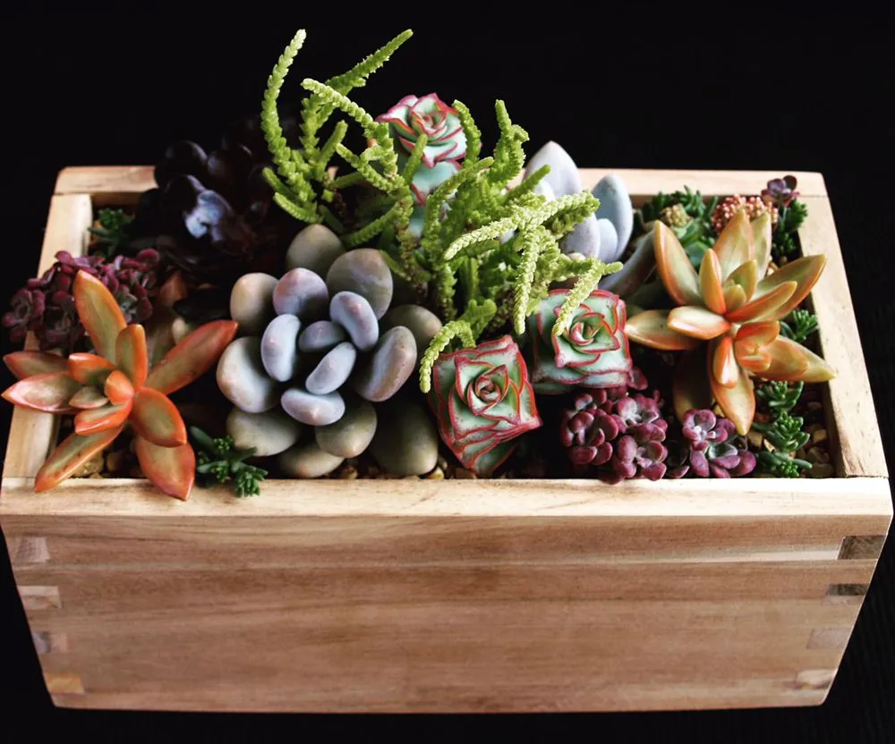 Professional outdoor landscaping with custom design across Oceanside, CA - Glorious Gardens