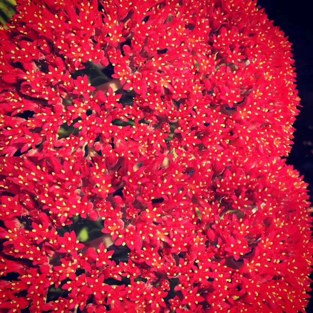 Reliable lawn care service experts serving Oceanside, CA - Glorious Gardens