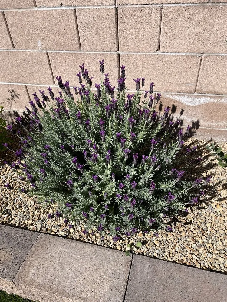 Reliable landscape design experts serving Henderson, NV - Glorious Landscaping