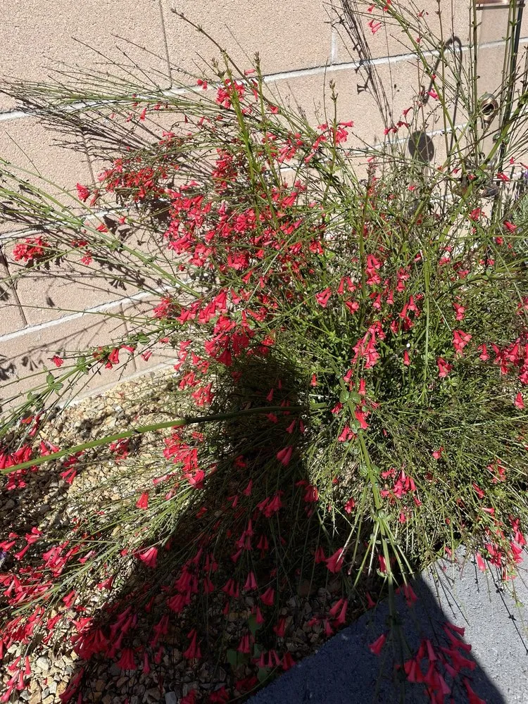 Custom lawn care service for residential properties in Henderson, NV by Glorious Landscaping