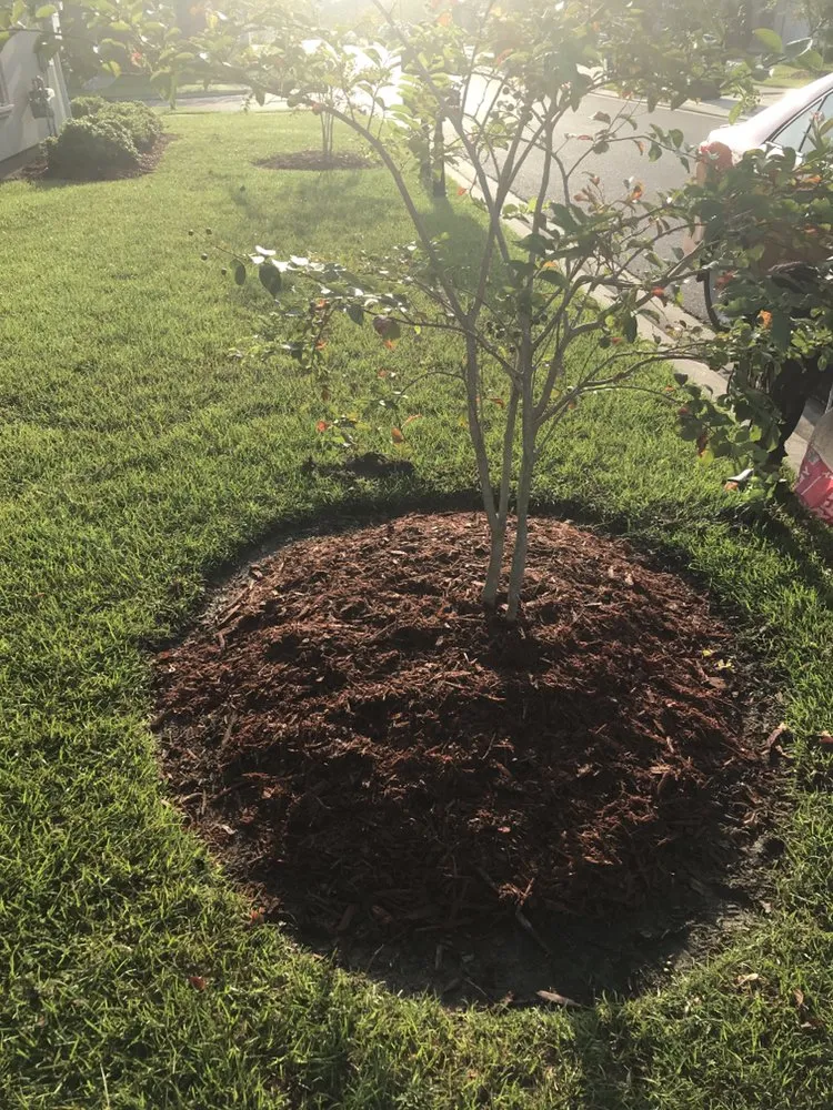 Reliable yard maintenance for year-round maintenance across Baton Rouge, LA - Glorious perfections services