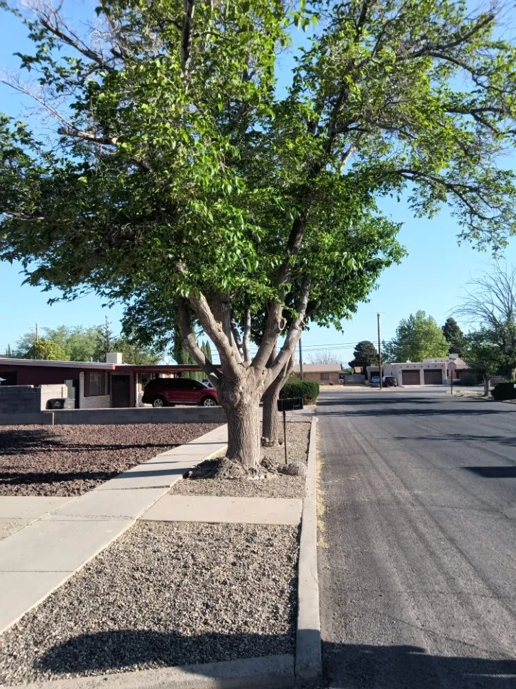 Local lawn care service for homes in Deming, NM by Glory Glory lawn care