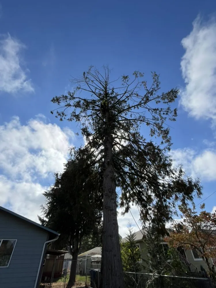 Affordable yard cleanup service in Salem, OR - Glowingview Landscaping