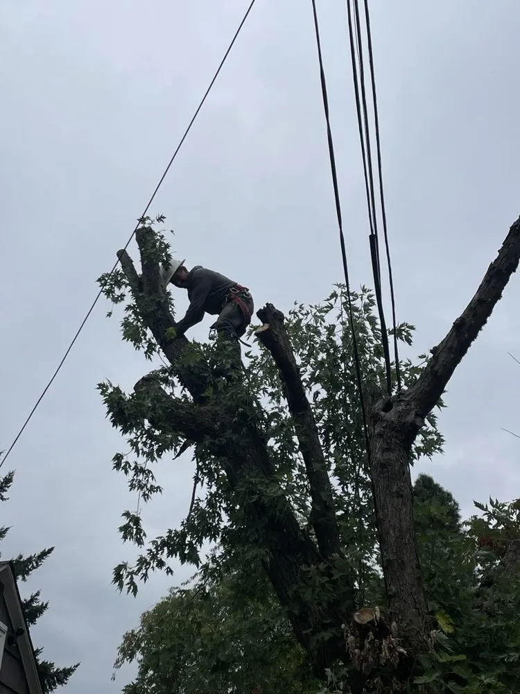 Professional yard maintenance in Salem, OR by Glowingview Landscaping