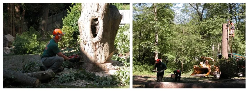 Top-rated lawn care service in Hanover, MA - Glynn Tree Experts