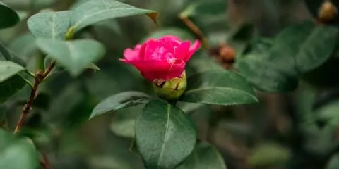 Reliable yard maintenance with custom design across Nicholasville, KY - Glynn Young's Landscaping & Nursery Center