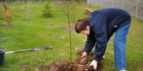 Local yard maintenance for outdoor upgrades in Nicholasville, KY by Glynn Young's Landscaping & Nursery Center