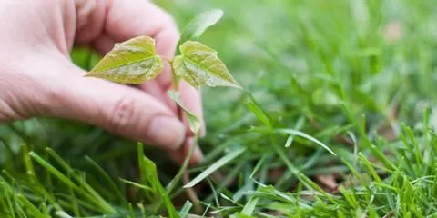 Affordable yard maintenance for year-round maintenance in Nicholasville, KY by Glynn Young's Landscaping & Nursery Center