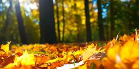 Trusted yard cleanup service with custom design in Nicholasville, KY by Glynn Young's Landscaping & Nursery Center