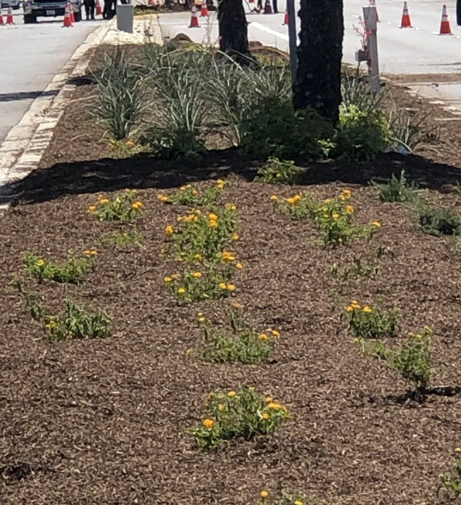 Top-rated garden landscaping for beautiful yards across Azusa, CA - GM Landscape Design