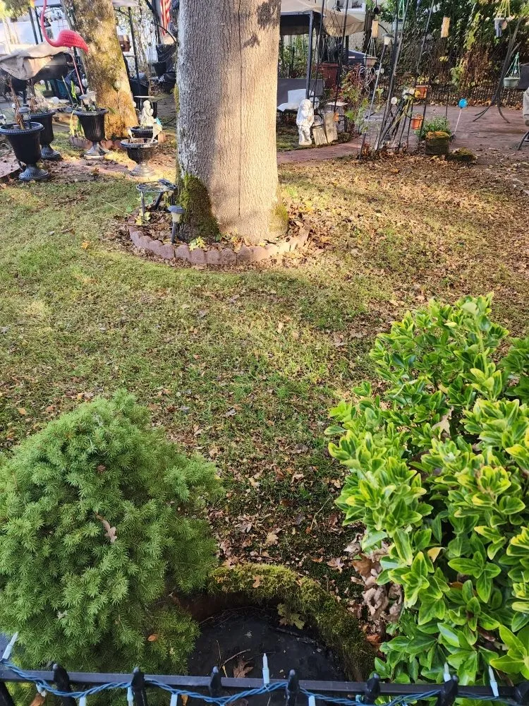 Custom lawn care service experts serving Portland, OR - G&M Landscape Maintenance