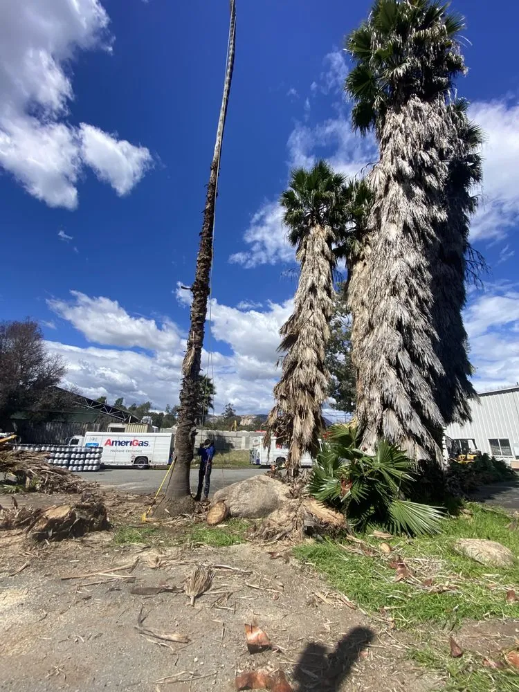 Professional lawn mowing service in Vista, CA - GM Landscaping & Tree Service